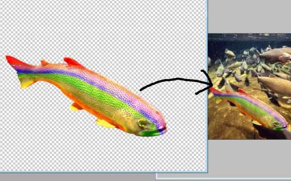 Creation of Colorful fish?: Step 12